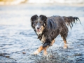 Hundefotografie_Marburg_Border_Collie_Mischling_Maggy_Fotografin_Christine_Hemlep_Wasser-Lahn_Fluss (7)