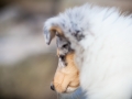 Hundefotografie_Marburg_Langhaarcollie_Collie_Rough_Gaia_Fotografin_Christine_Hemlep.jpg (1)