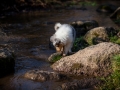 Hundefotografie_Marburg_Langhaarcollie_Collie_Rough_Gaia_Fotografin_Christine_Hemlep.jpg (17)