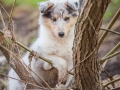 Hundefotografie_Marburg_Langhaarcollie_Collie_Rough_Gaia_Fotografin_Christine_Hemlep.jpg (24)