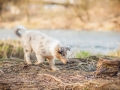Hundefotografie_Marburg_Langhaarcollie_Collie_Rough_Gaia_Fotografin_Christine_Hemlep.jpg (25)