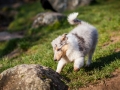 Hundefotografie_Marburg_Langhaarcollie_Collie_Rough_Gaia_Fotografin_Christine_Hemlep.jpg (7)