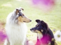 Border_Collie_Mischlingshund_Mischling_hund_Maggy_tricolor_Langhaarcollie_Gaia_Rough_Collie_bluemerle_Wiese_Blumen_Hundefotografie (1).jpg