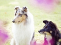 Border_Collie_Mischlingshund_Mischling_hund_Maggy_tricolor_Langhaarcollie_Gaia_Rough_Collie_bluemerle_Wiese_Blumen_Hundefotografie (3).jpg