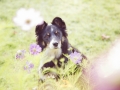 Border_Collie_Mischlingshund_Mischling_hund_Maggy_tricolor_wiese_Hundefotografie_Marburg_Tierfotografie (1).jpg