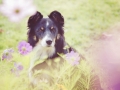 Border_Collie_Mischlingshund_Mischling_hund_Maggy_tricolor_wiese_Hundefotografie_Marburg_Tierfotografie (3).jpg