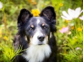 Border_Collie_Mischlingshund_Mischling_hund_Maggy_tricolor_wiese_Hundefotografie_Marburg_Tierfotografie (7).jpg