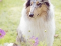 Langhaarcollie_Rough_Collie_hund_Gaia_bluemerle_Wiese_Hundefotografie_Marburg_Tierfotografie (1).jpg