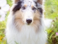 Langhaarcollie_Rough_Collie_hund_Gaia_bluemerle_Wiese_Hundefotografie_Marburg_Tierfotografie (3).jpg