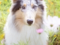 Langhaarcollie_Rough_Collie_hund_Gaia_bluemerle_Wiese_Hundefotografie_Marburg_Tierfotografie (5).jpg