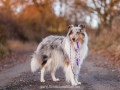 Hundemaedchen_Maggy_Gaia_Hundeleinen_Produkttest_Tauleinen_Pawsomedreams_Collie (14)