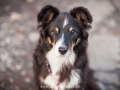 Hundemaedchen_Maggy_Gaia_Hundeleinen_Produkttest_Tauleinen_Pawsomedreams_Collie (15)