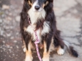 Hundemaedchen_Maggy_Gaia_Hundeleinen_Produkttest_Tauleinen_Pawsomedreams_Collie (16)