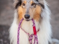 Hundemaedchen_Maggy_Gaia_Hundeleinen_Produkttest_Tauleinen_Pawsomedreams_Collie (17)