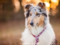 Hundemaedchen_Maggy_Gaia_Hundeleinen_Produkttest_Tauleinen_Pawsomedreams_Collie (19)