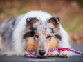 Hundemaedchen_Maggy_Gaia_Hundeleinen_Produkttest_Tauleinen_Pawsomedreams_Collie (20)