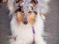 Hundemaedchen_Maggy_Gaia_Hundeleinen_Produkttest_Tauleinen_Pawsomedreams_Collie (21)