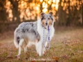 Hundemaedchen_Maggy_Gaia_Hundeleinen_Produkttest_Tauleinen_Pawsomedreams_Collie (23)