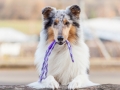 Hundemaedchen_Maggy_Gaia_Hundeleinen_Produkttest_Tauleinen_Pawsomedreams_Collie (4)