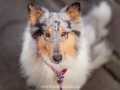 Hundemaedchen_Maggy_Gaia_Hundeleinen_Produkttest_Tauleinen_Pawsomedreams_Collie (8)