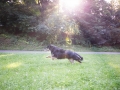 Tierfotografie_Hundefotografie_Border_Collie_tricolor_Maggy_Mischling_Marburg_Fotografin_Christine_Hemlep_Wiese_spielen (1)