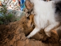 Tierfotografie_Hundefotografie_Langhaarcollie_Collie_Gaia_blue_merle_Rough_Collie_Marburg_Fotografin_Christine_Hemlep_Sand_Haufen_spielen_toben (13)