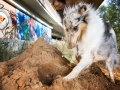 Tierfotografie_Hundefotografie_Langhaarcollie_Collie_Gaia_blue_merle_Rough_Collie_Marburg_Fotografin_Christine_Hemlep_Sand_Haufen_spielen_toben (15)