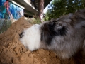 Tierfotografie_Hundefotografie_Langhaarcollie_Collie_Gaia_blue_merle_Rough_Collie_Marburg_Fotografin_Christine_Hemlep_Sand_Haufen_spielen_toben (17)