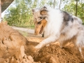 Tierfotografie_Hundefotografie_Langhaarcollie_Collie_Gaia_blue_merle_Rough_Collie_Marburg_Fotografin_Christine_Hemlep_Sand_Haufen_spielen_toben (19)