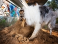 Tierfotografie_Hundefotografie_Langhaarcollie_Collie_Gaia_blue_merle_Rough_Collie_Marburg_Fotografin_Christine_Hemlep_Sand_Haufen_spielen_toben (25)