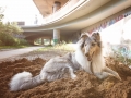 Tierfotografie_Hundefotografie_Langhaarcollie_Collie_Gaia_blue_merle_Rough_Collie_Marburg_Fotografin_Christine_Hemlep_Sand_Haufen_spielen_toben (29)