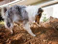 Tierfotografie_Hundefotografie_Langhaarcollie_Collie_Gaia_blue_merle_Rough_Collie_Marburg_Fotografin_Christine_Hemlep_Sand_Haufen_spielen_toben (3)