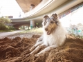 Tierfotografie_Hundefotografie_Langhaarcollie_Collie_Gaia_blue_merle_Rough_Collie_Marburg_Fotografin_Christine_Hemlep_Sand_Haufen_spielen_toben (33)
