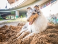 Tierfotografie_Hundefotografie_Langhaarcollie_Collie_Gaia_blue_merle_Rough_Collie_Marburg_Fotografin_Christine_Hemlep_Sand_Haufen_spielen_toben (35)