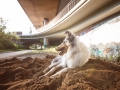 Tierfotografie_Hundefotografie_Langhaarcollie_Collie_Gaia_blue_merle_Rough_Collie_Marburg_Fotografin_Christine_Hemlep_Sand_Haufen_spielen_toben (37)