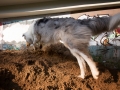 Tierfotografie_Hundefotografie_Langhaarcollie_Collie_Gaia_blue_merle_Rough_Collie_Marburg_Fotografin_Christine_Hemlep_Sand_Haufen_spielen_toben (5)