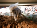 Tierfotografie_Hundefotografie_Langhaarcollie_Collie_Gaia_blue_merle_Rough_Collie_Marburg_Fotografin_Christine_Hemlep_Sand_Haufen_spielen_toben (7)