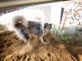 Tierfotografie_Hundefotografie_Langhaarcollie_Collie_Gaia_blue_merle_Rough_Collie_Marburg_Fotografin_Christine_Hemlep_Sand_Haufen_spielen_toben (9)