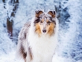 Hundemaedchen_Gaia_Langhaarcollie_Rough_collie_bluemerle_Winter_Schnee_Hundefotografie_Marburg (1)