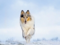 Hundemaedchen_Gaia_Langhaarcollie_Rough_collie_bluemerle_Winter_Schnee_Hundefotografie_Marburg (13)