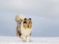 Hundemaedchen_Gaia_Langhaarcollie_Rough_collie_bluemerle_Winter_Schnee_Hundefotografie_Marburg (17)