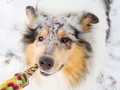 Hundemaedchen_Gaia_Langhaarcollie_Rough_collie_bluemerle_Winter_Schnee_Hundefotografie_Marburg (23)