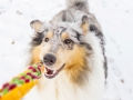 Hundemaedchen_Gaia_Langhaarcollie_Rough_collie_bluemerle_Winter_Schnee_Hundefotografie_Marburg (25)