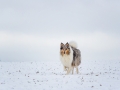 Hundemaedchen_Gaia_Langhaarcollie_Rough_collie_bluemerle_Winter_Schnee_Hundefotografie_Marburg (29)