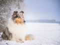 Hundemaedchen_Gaia_Langhaarcollie_Rough_collie_bluemerle_Winter_Schnee_Hundefotografie_Marburg (37)