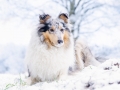 Hundemaedchen_Gaia_Langhaarcollie_Rough_collie_bluemerle_Winter_Schnee_Hundefotografie_Marburg (5)