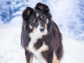 Hundemaedchen_Maggy_Border_Collie_Mischling_Mix_Winter_Schnee_Hundefotografie_Marburg (1)