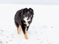 Hundemaedchen_Maggy_Border_Collie_Mischling_Mix_Winter_Schnee_Hundefotografie_Marburg (11)