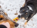 Hundemaedchen_Maggy_Border_Collie_Mischling_Mix_Winter_Schnee_Hundefotografie_Marburg (15)