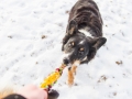 Hundemaedchen_Maggy_Border_Collie_Mischling_Mix_Winter_Schnee_Hundefotografie_Marburg (17)